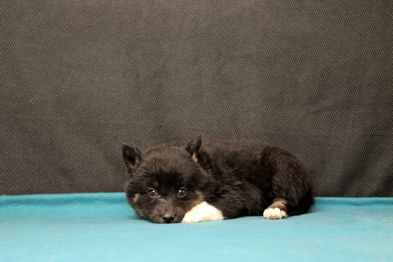 puppy, for, sale, Pomsky, Matthew B. Stoltzfus, dog, breeder, Gap, PA, dog-breeder, puppy-for-sale, forsale, nearby, find, puppyfind, locator, puppylocator, aca